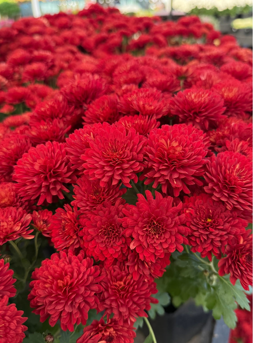 Mum ' Radiant Red'