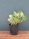 Pothos 'Marble Queen' 6"