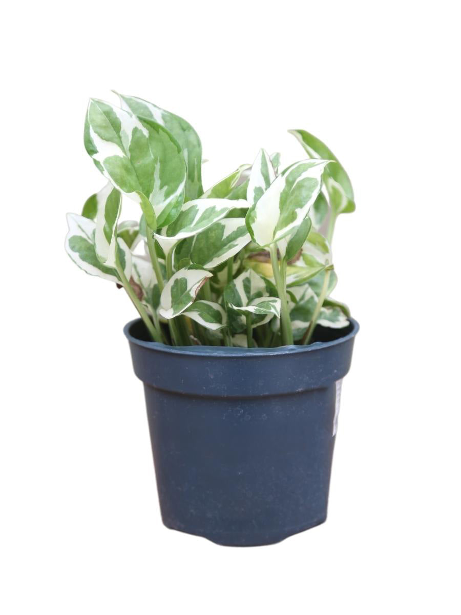 Pothos 'Pearls and Jade’