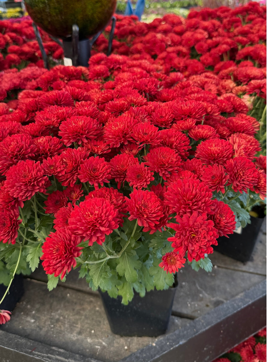 Mum ' Radiant Red'