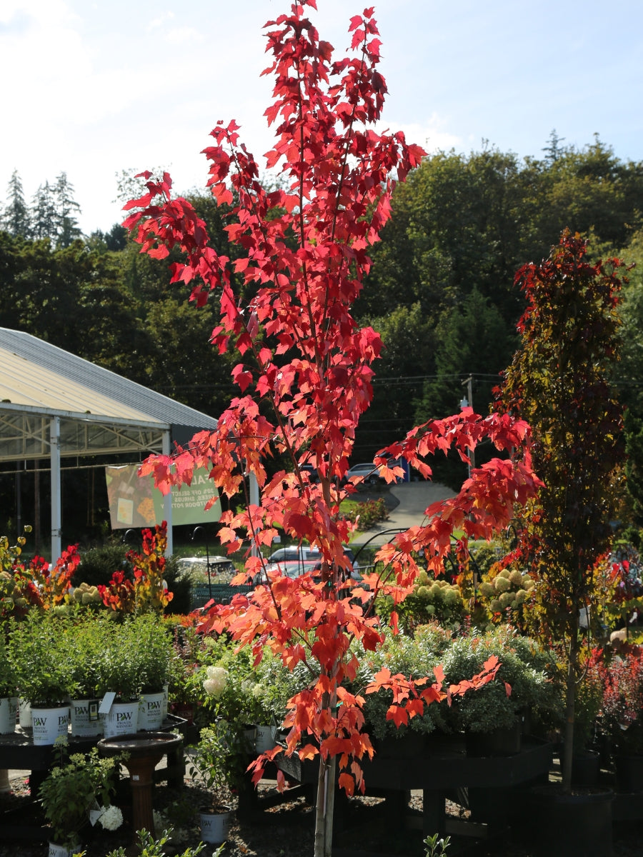 Acer 'Red Sunset' Maple