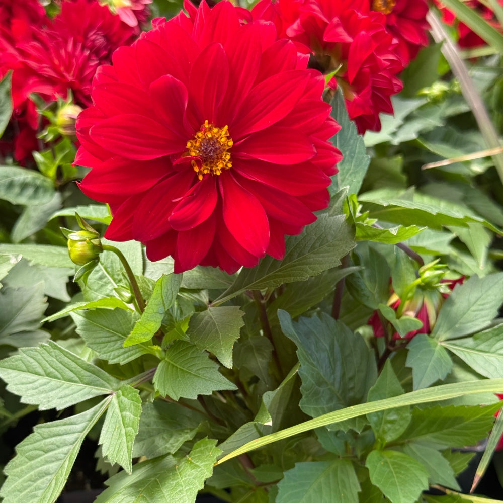 Watson's Greenhouse 