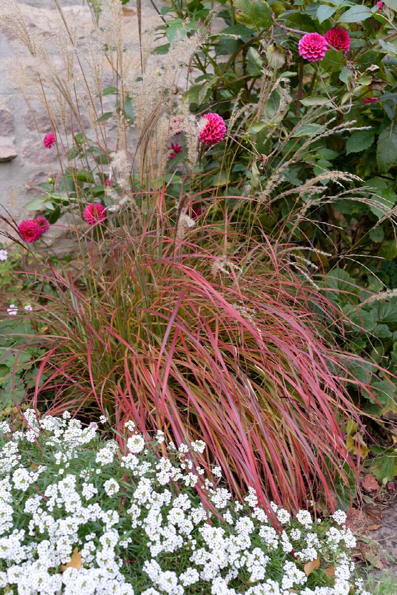 Miscanthus 'Little Miss' Dwarf Maiden Grass
