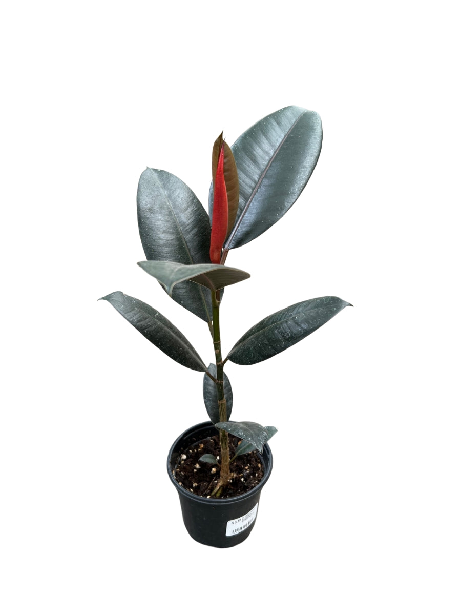 ficus burgundy rubber tree 6 in. Ficus Burgundy Houseplant in Grower Container