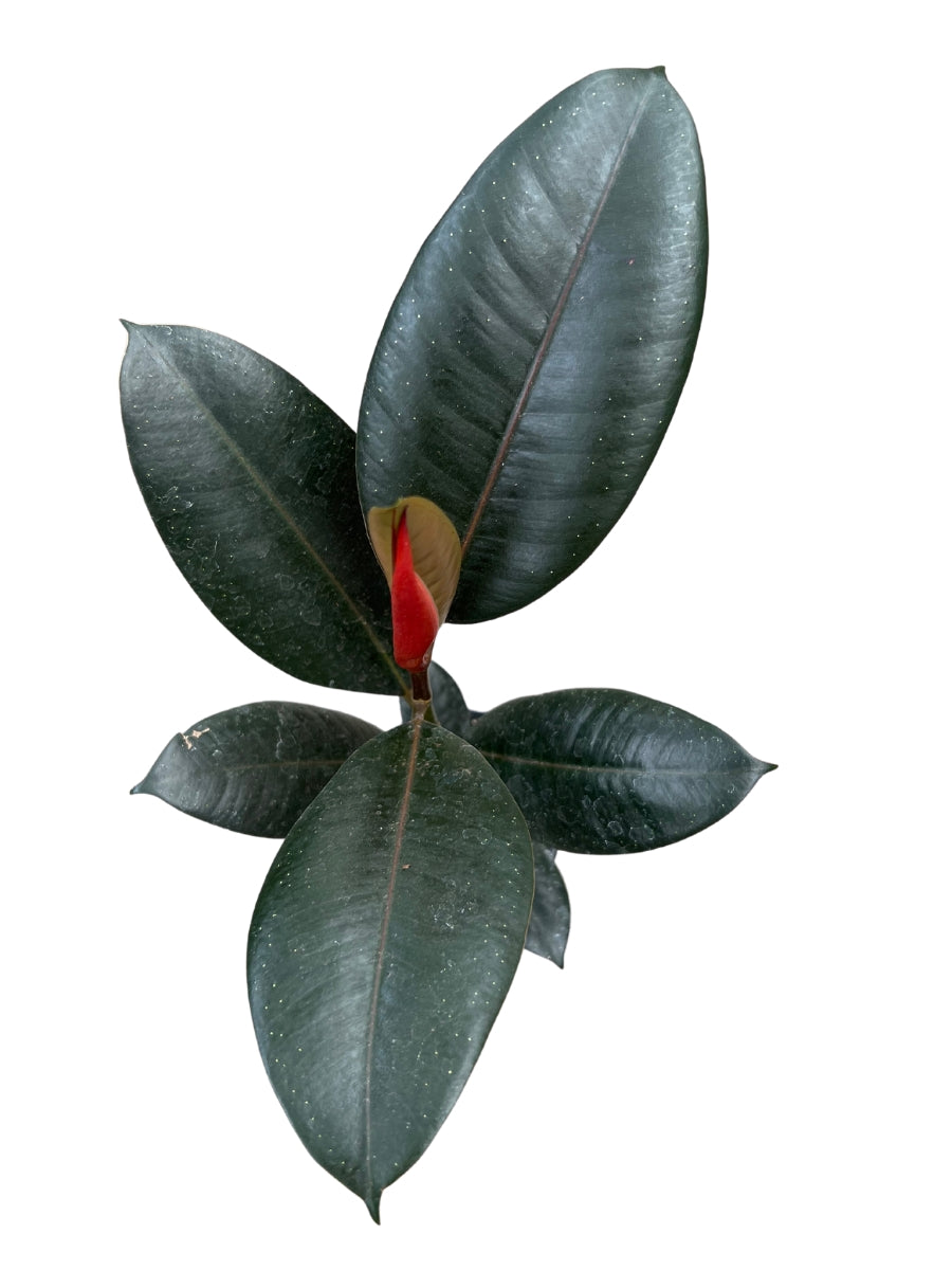 Ficus Rubber Plant Burgundy