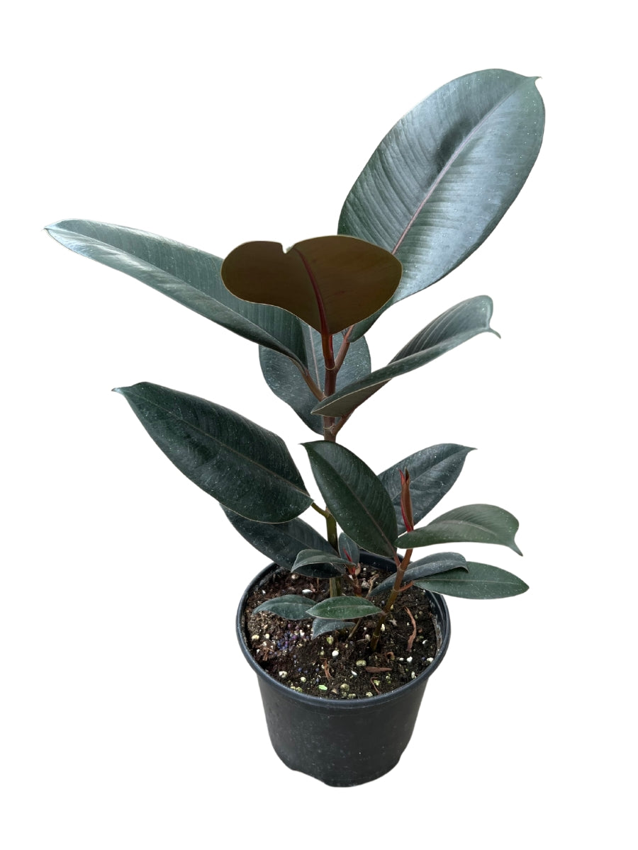 Ficus Rubber Plant Burgundy