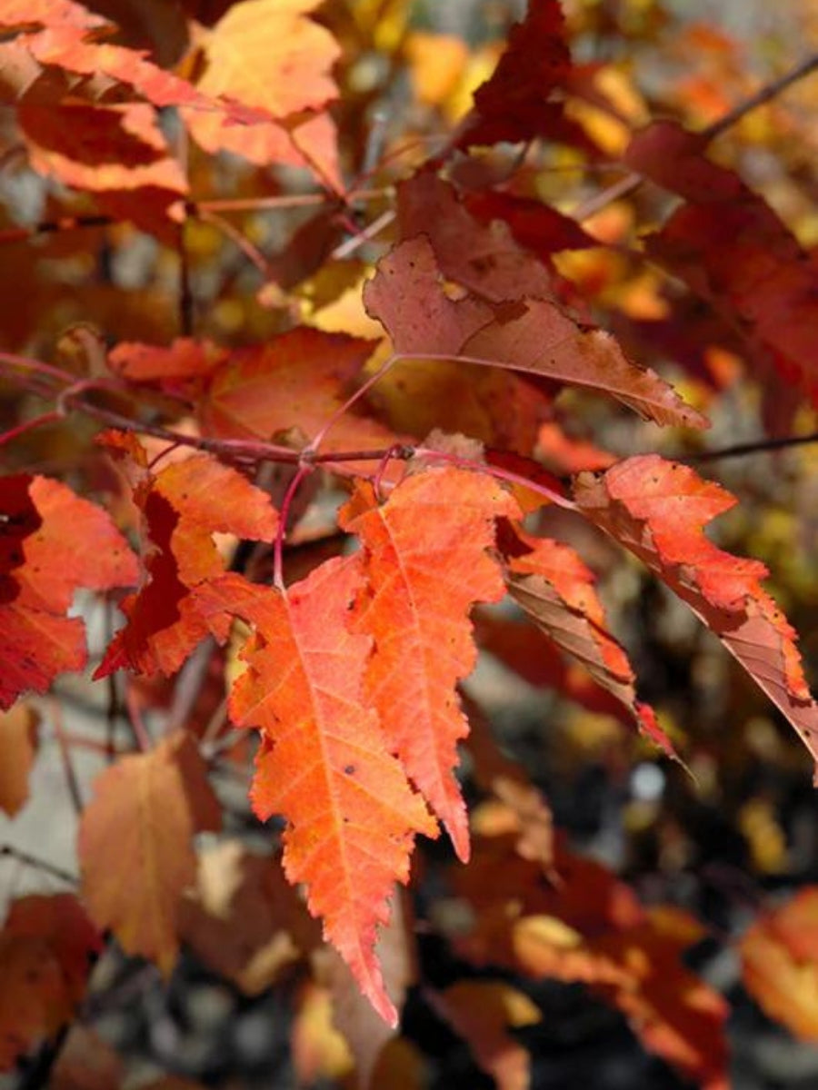 Ruby Fire Maple Maples – Watson's Greenhouse