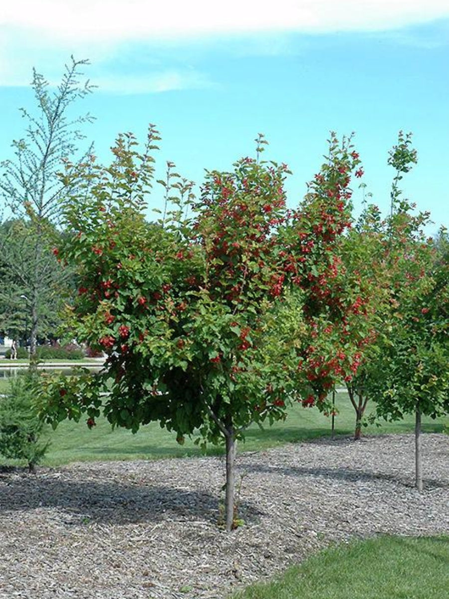 Acer Ginnala Ruby Slippers Maple 7G