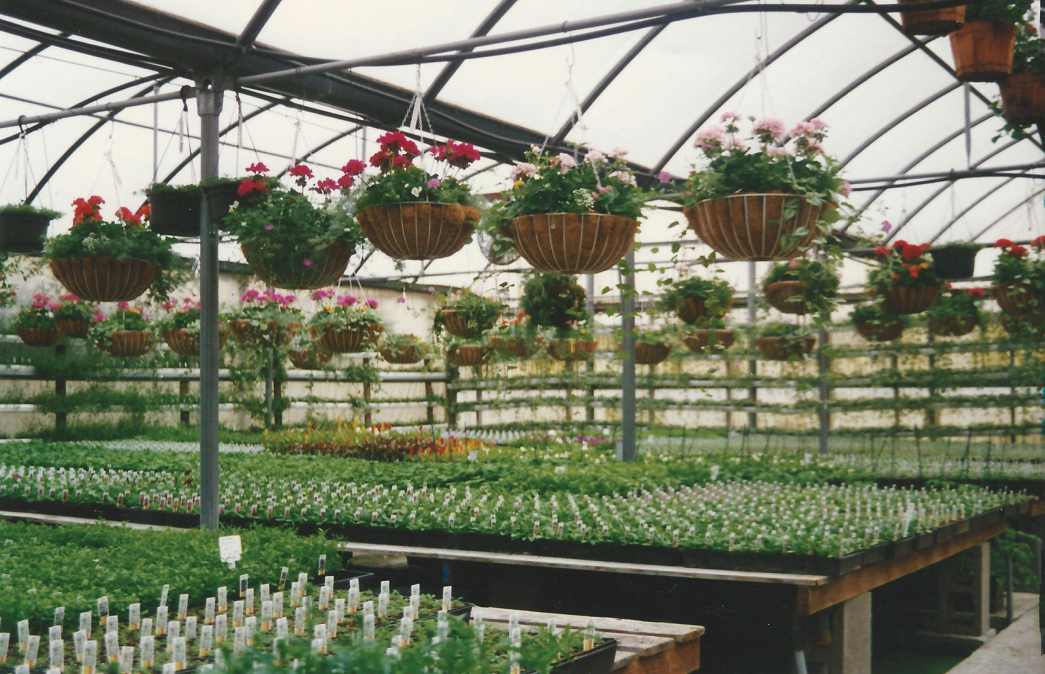Watson's Greenhouse 