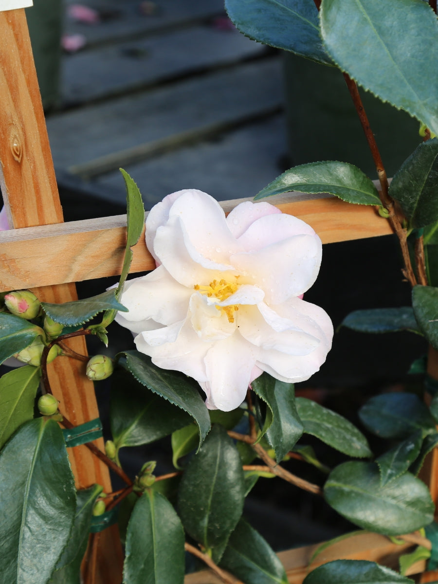 Camellia sasanqua 'Setsugekka'