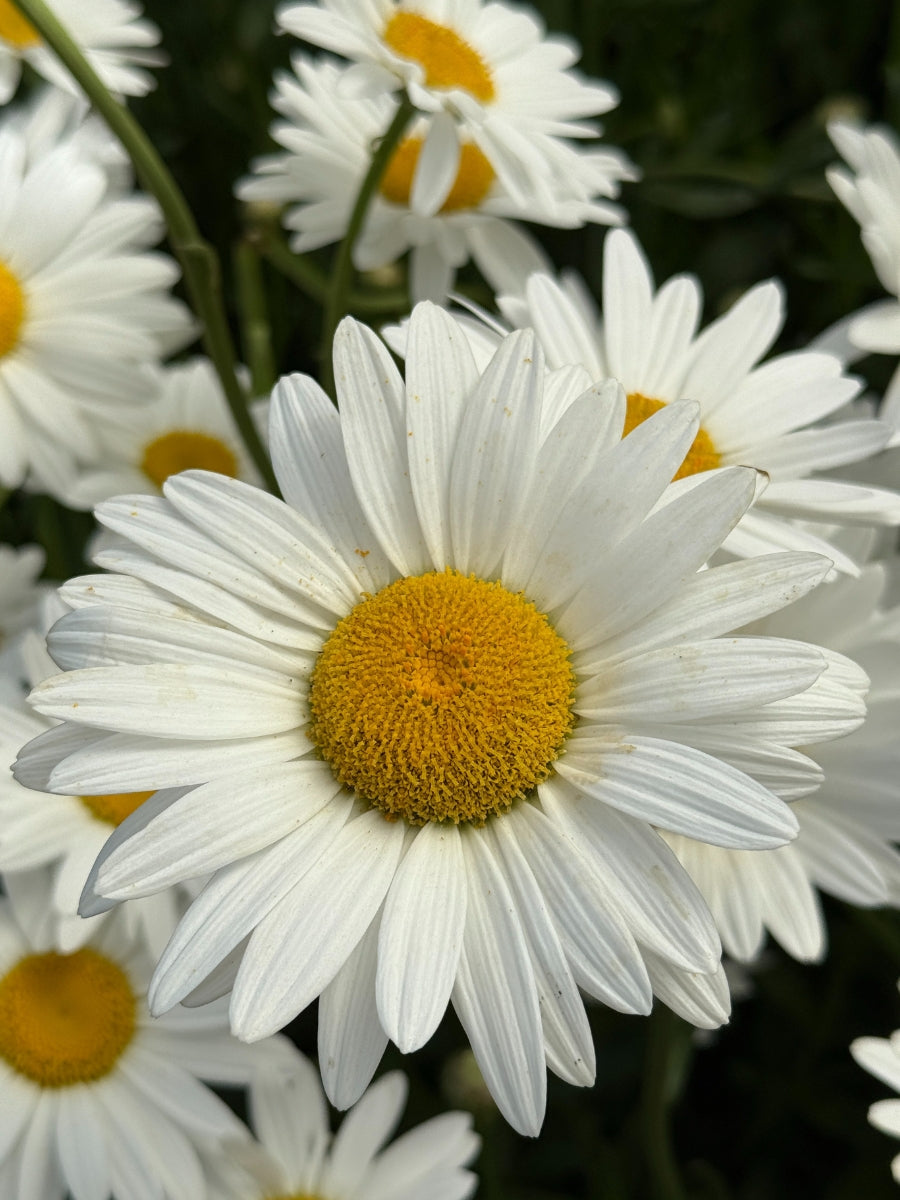 Shasta Daisy 'Becky' 1G