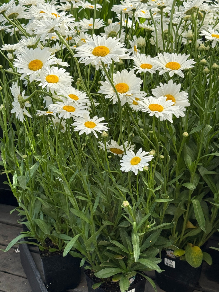 Shasta Daisy 'Becky' 1G