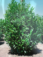 Skip Laurel Cherry 'Schipkaensis'