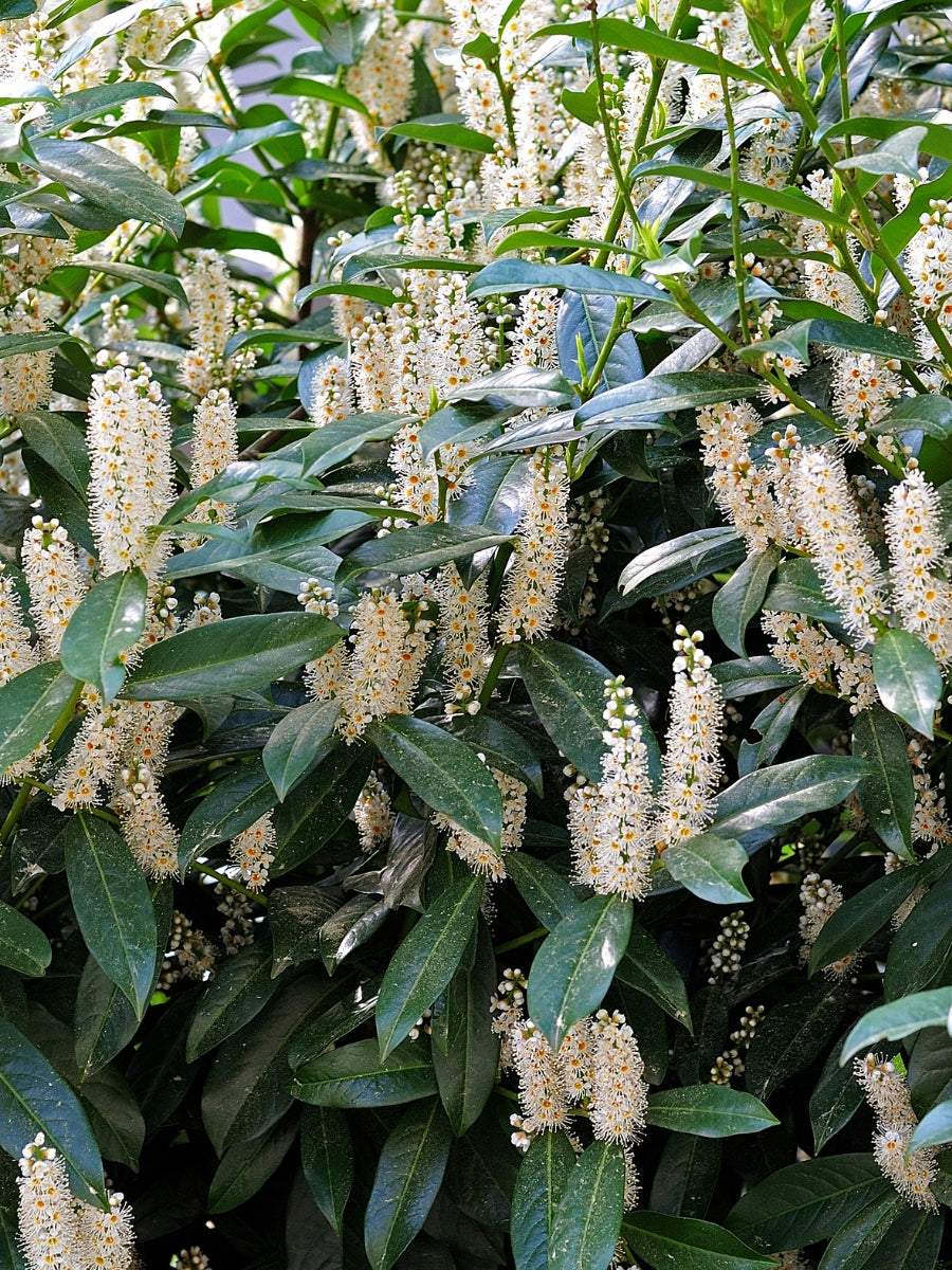 Skip Laurel Cherry 'Schipkaensis'