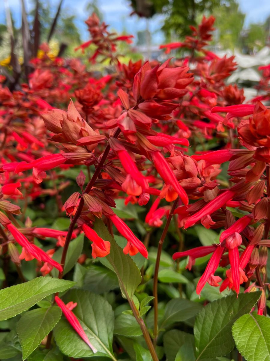 Salvia Skyscraper Orange Qt.