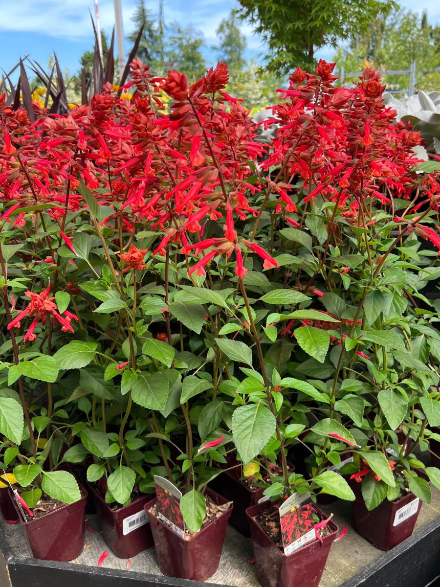 Salvia Skyscraper Orange Qt.