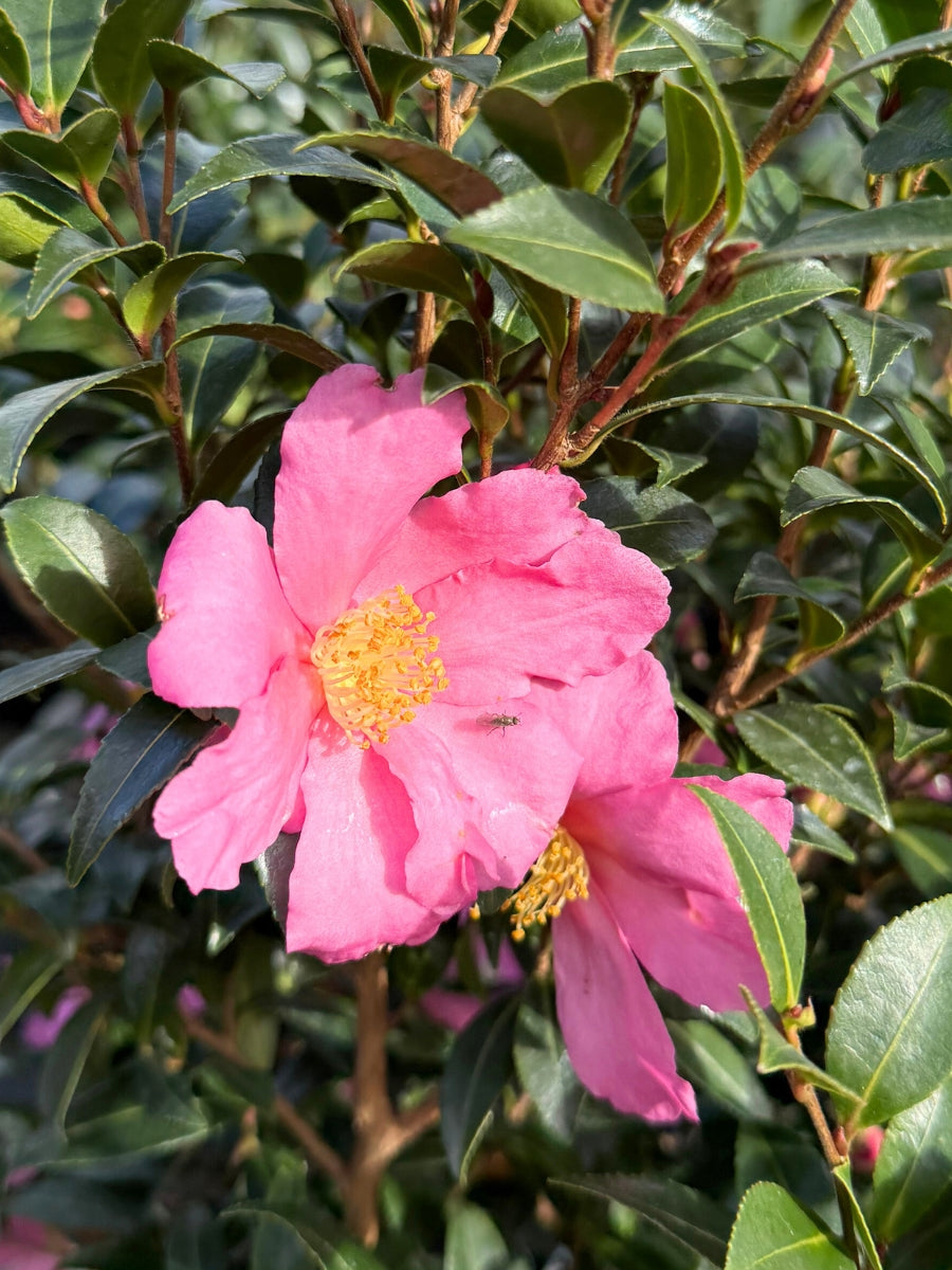 Camellia sasanqua 'Slim ‘N Trim' 5G