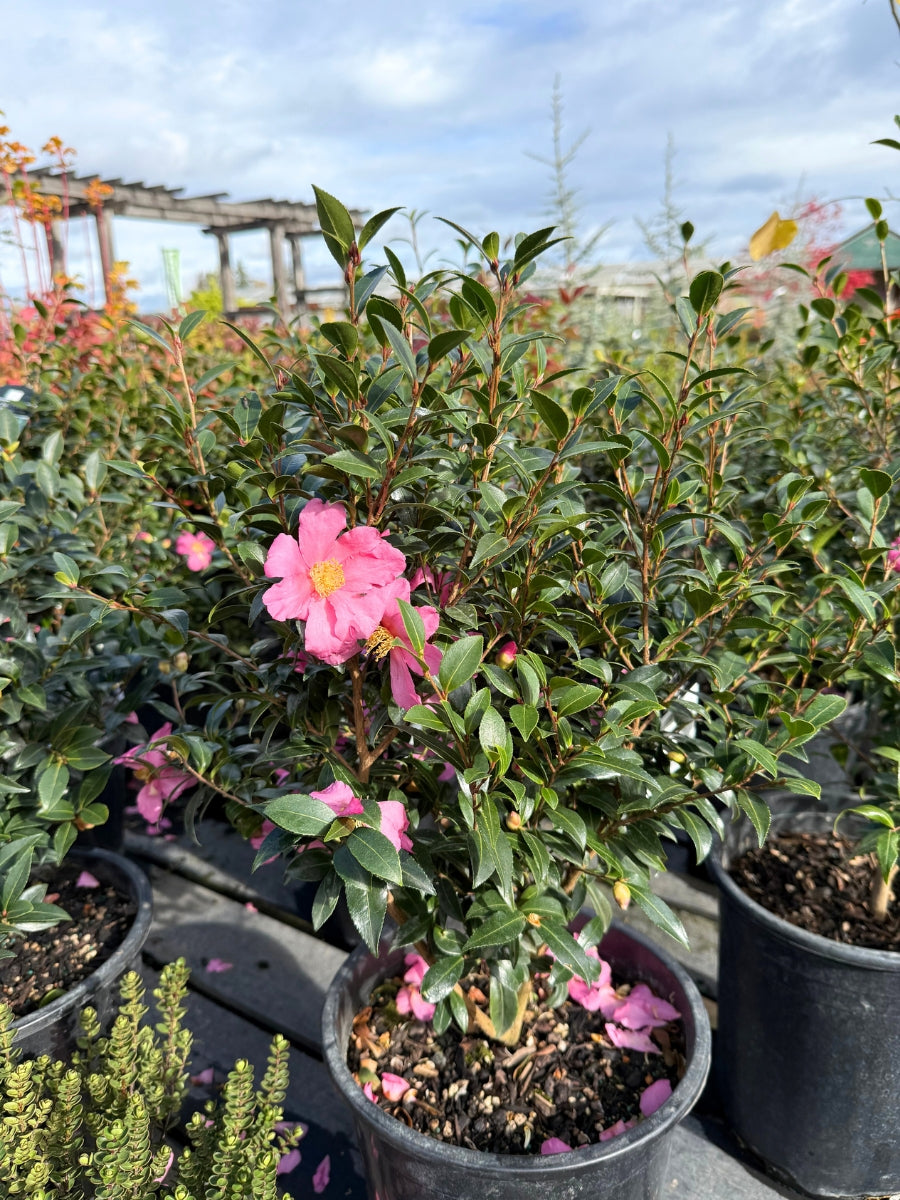 Camellia sasanqua 'Slim ‘N Trim' 5G