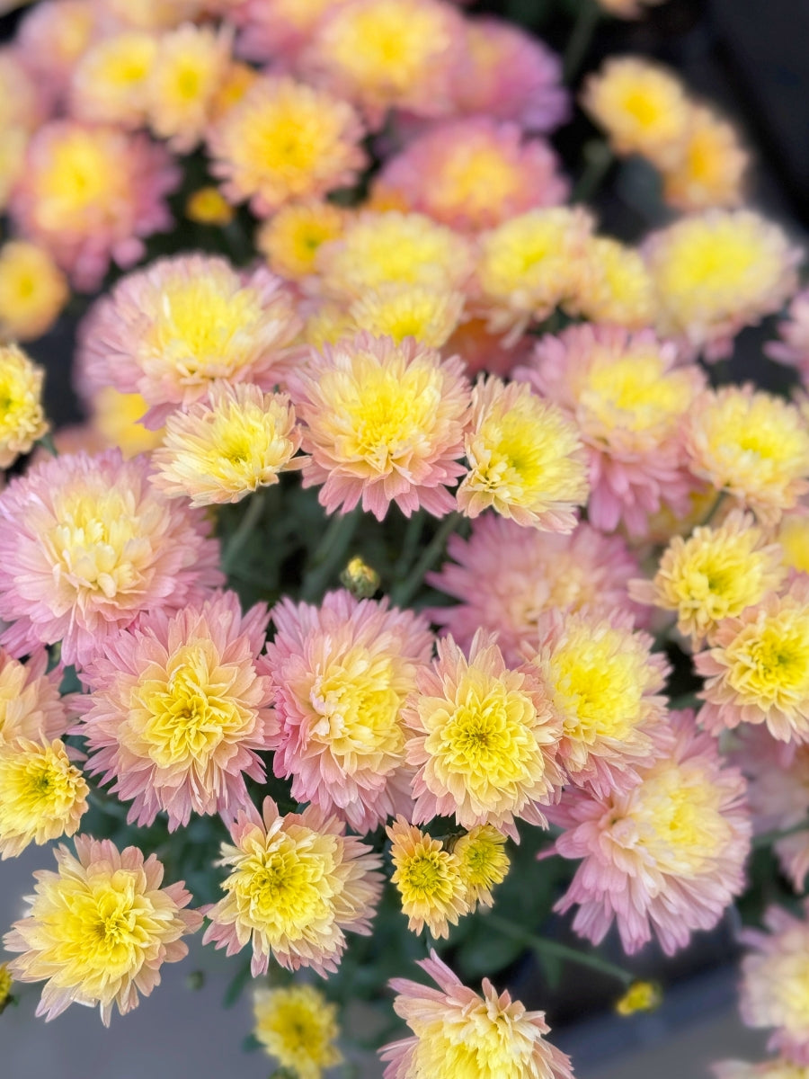 Mum 'Flamingo Pineapple Pink'