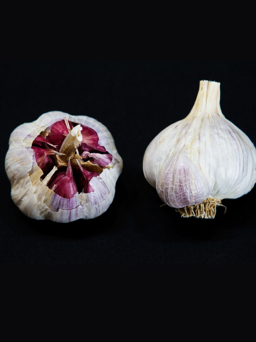 Garlic Hardneck 'Spanish Benitee' - Edible Bulb