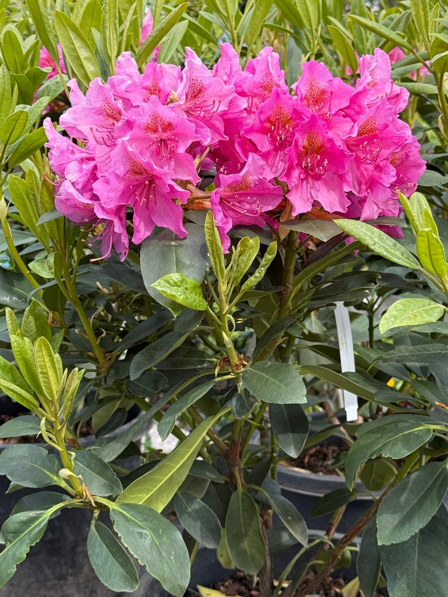 Watson's Greenhouse 