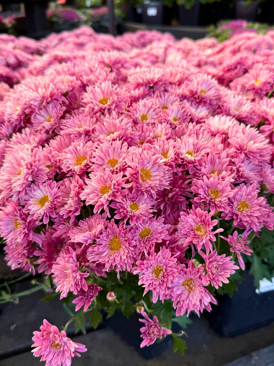 Mum 'Stellar Pink'