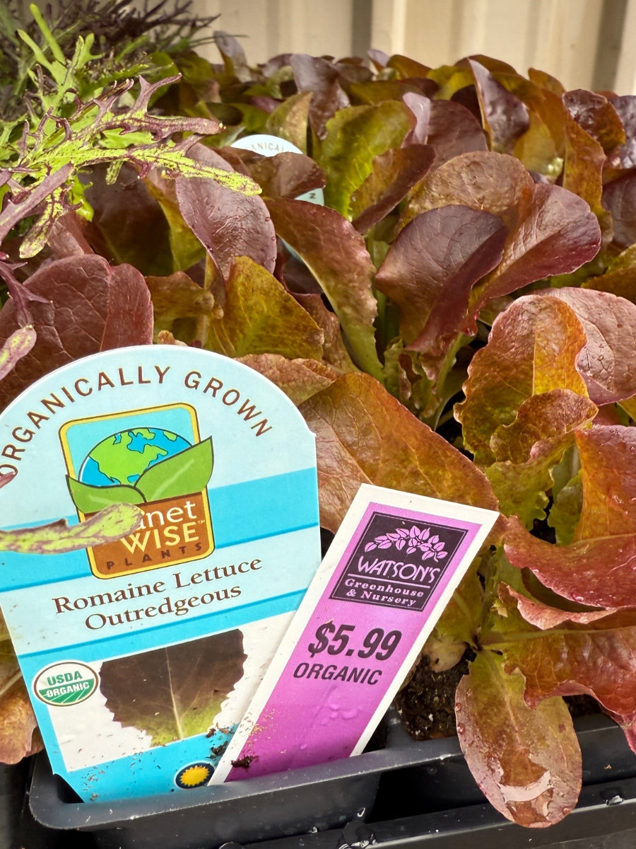 Organic Jumbo Pack | Lettuce Romaine