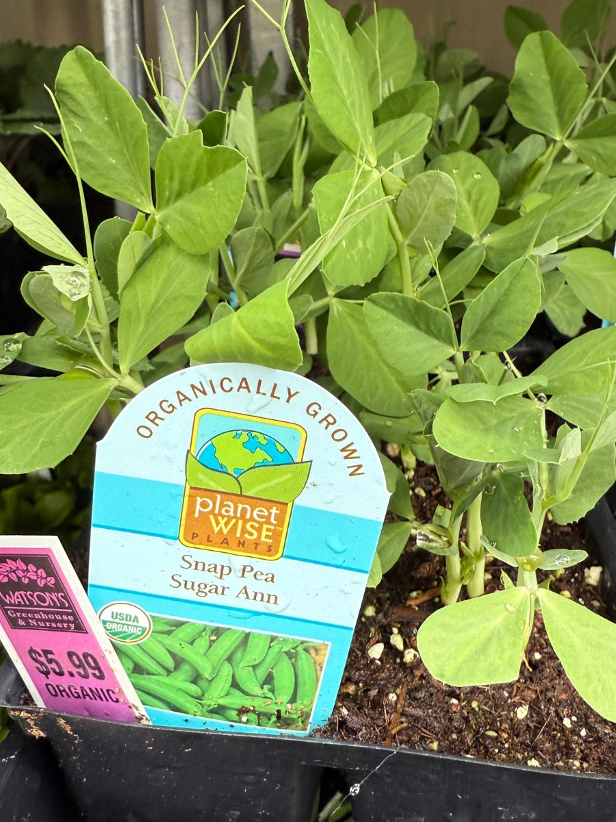 Organic Jumbo Pack | Sugar Snow Snap Pea