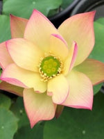 Water Lotus Sunrise Brocade