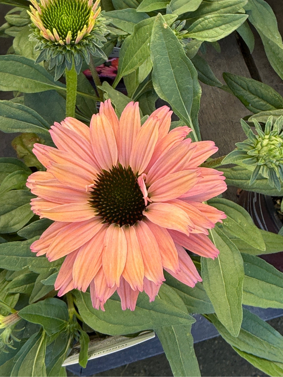 Echinacea Sunseekers™ Rainbow 1G