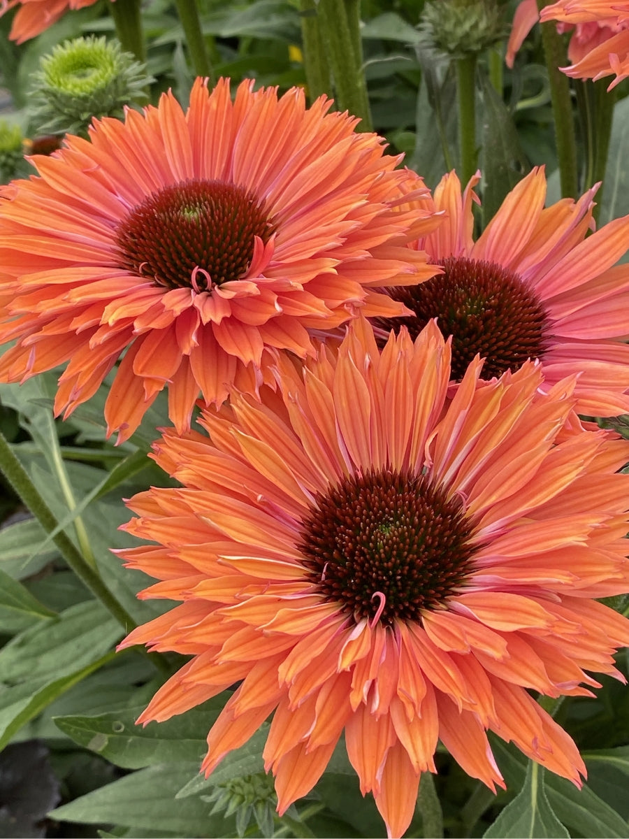 Echinacea Sunseekers™ Rainbow 1G