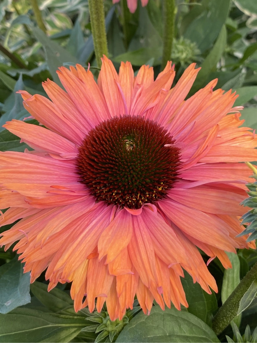 Echinacea Sunseekers™ Rainbow 1G