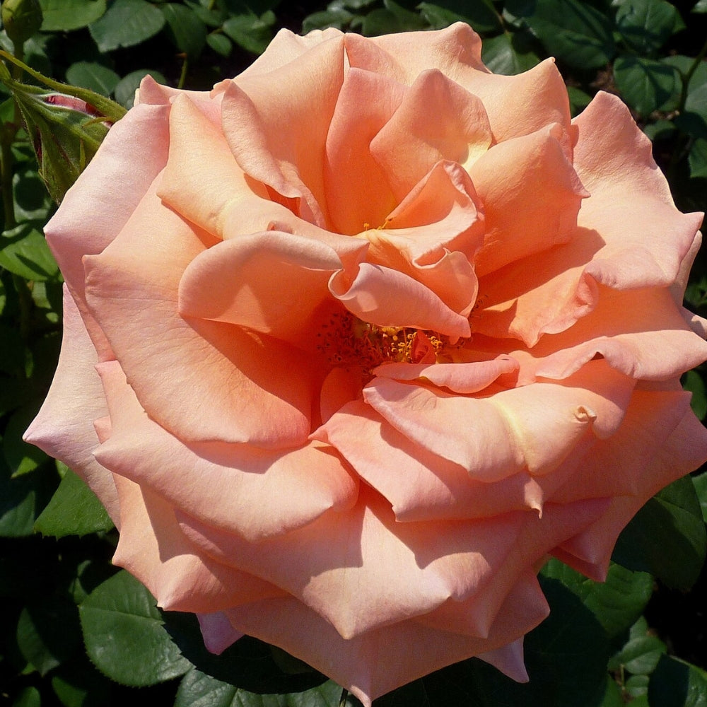 Hybrid Tea | Sunset Celebration