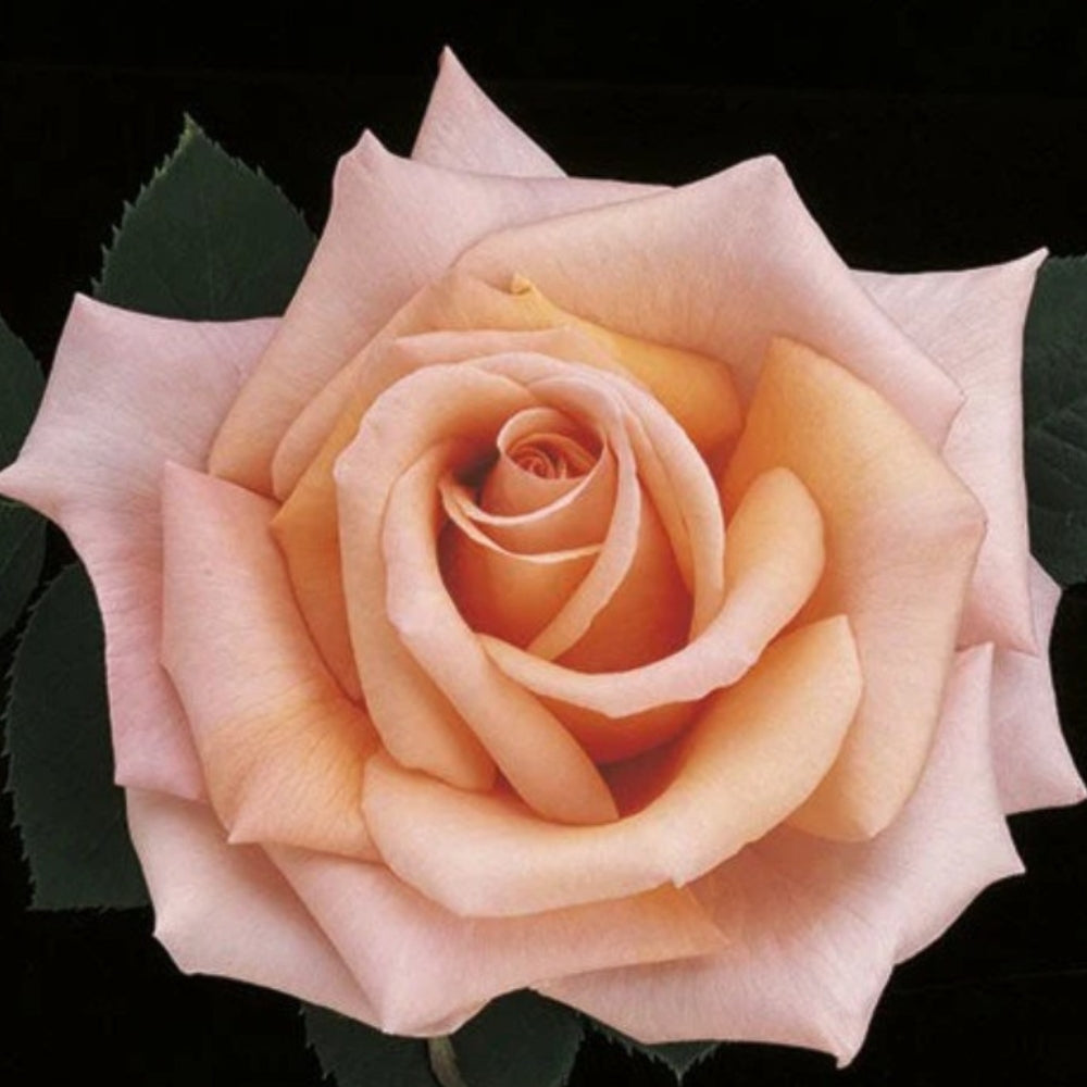 Hybrid Tea | Sunset Celebration