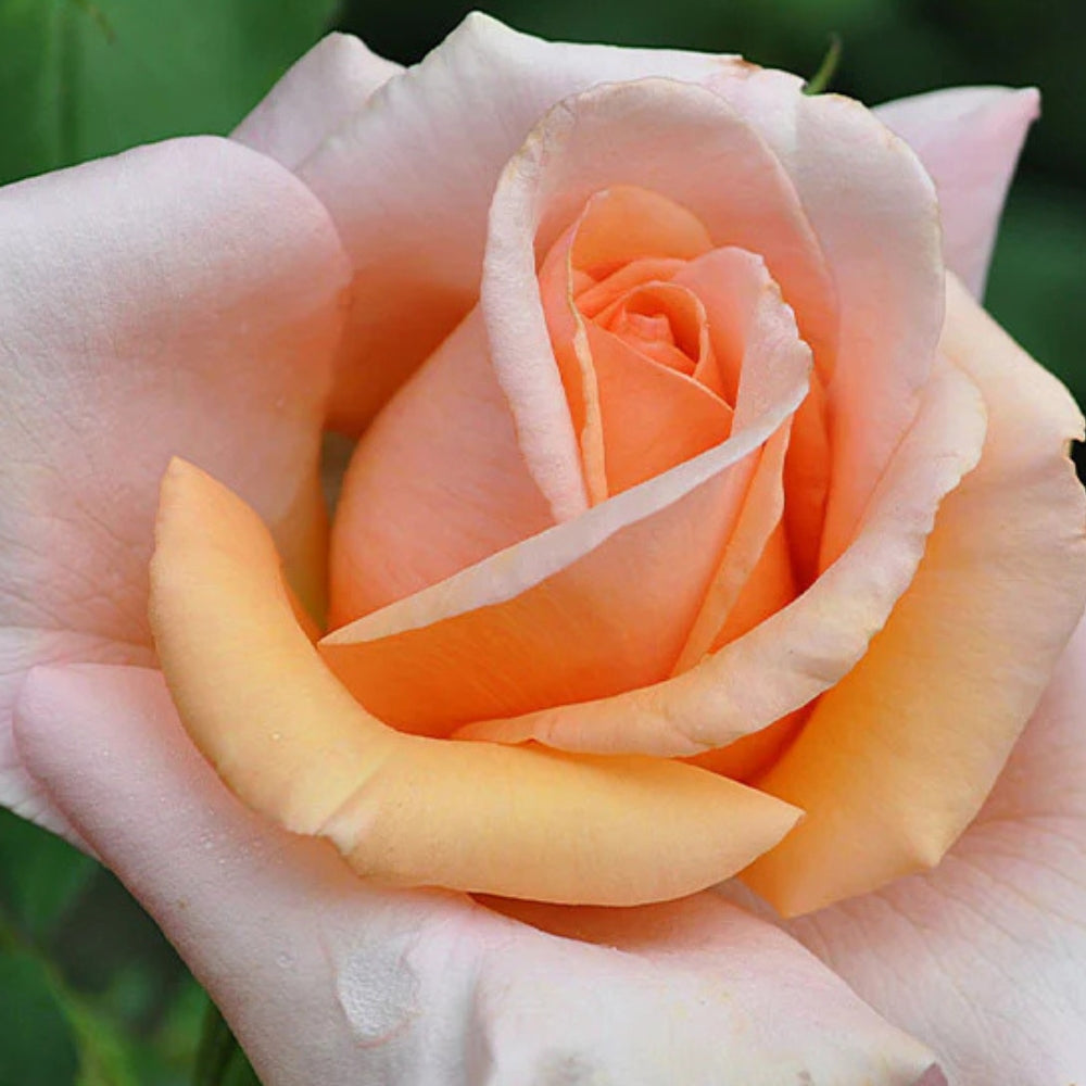 Hybrid Tea | Sunset Celebration