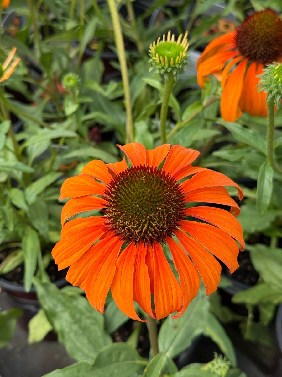 Echinacea 'Tangerine Dream' 1G
