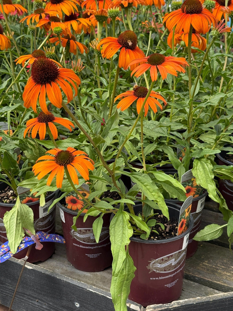 Echinacea 'Tangerine Dream' 1G