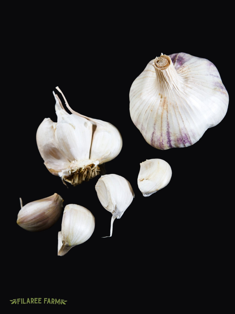 Garlic Softneck 'Thermadrone' - Edible Bulb