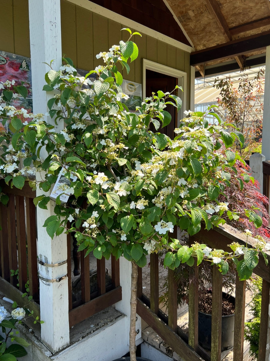 Viburnum p Tomentosum 10G Tree