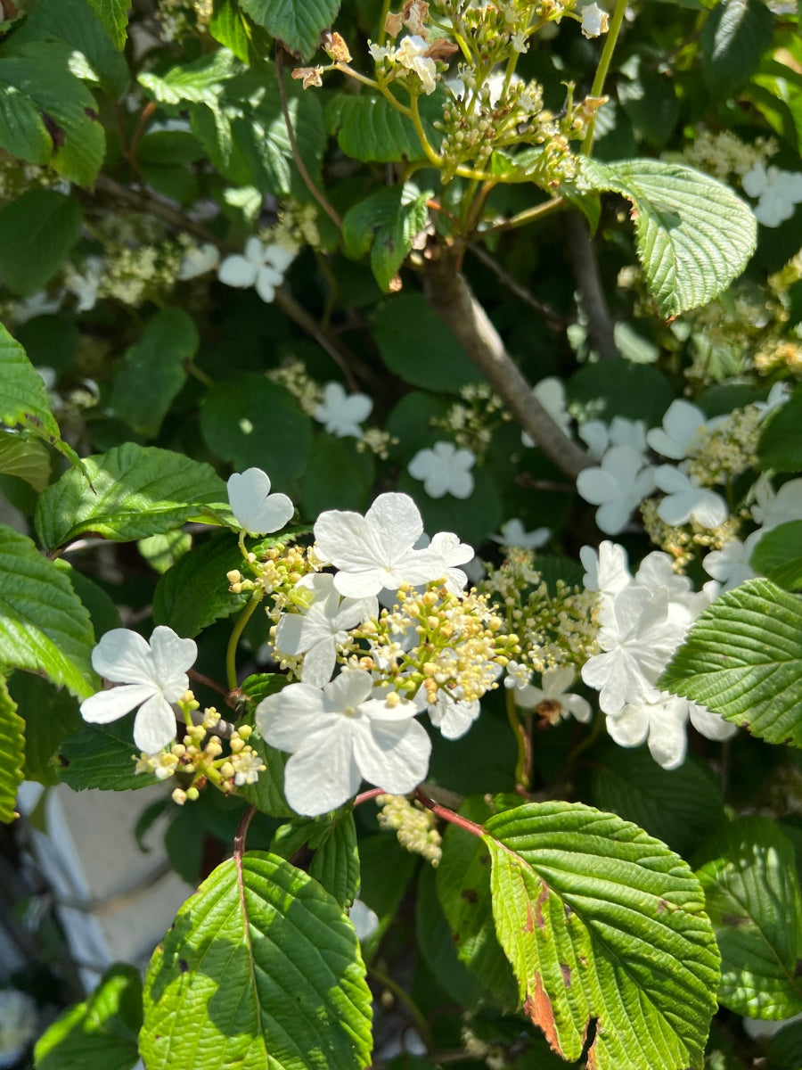 Viburnum p Tomentosum 10G Tree