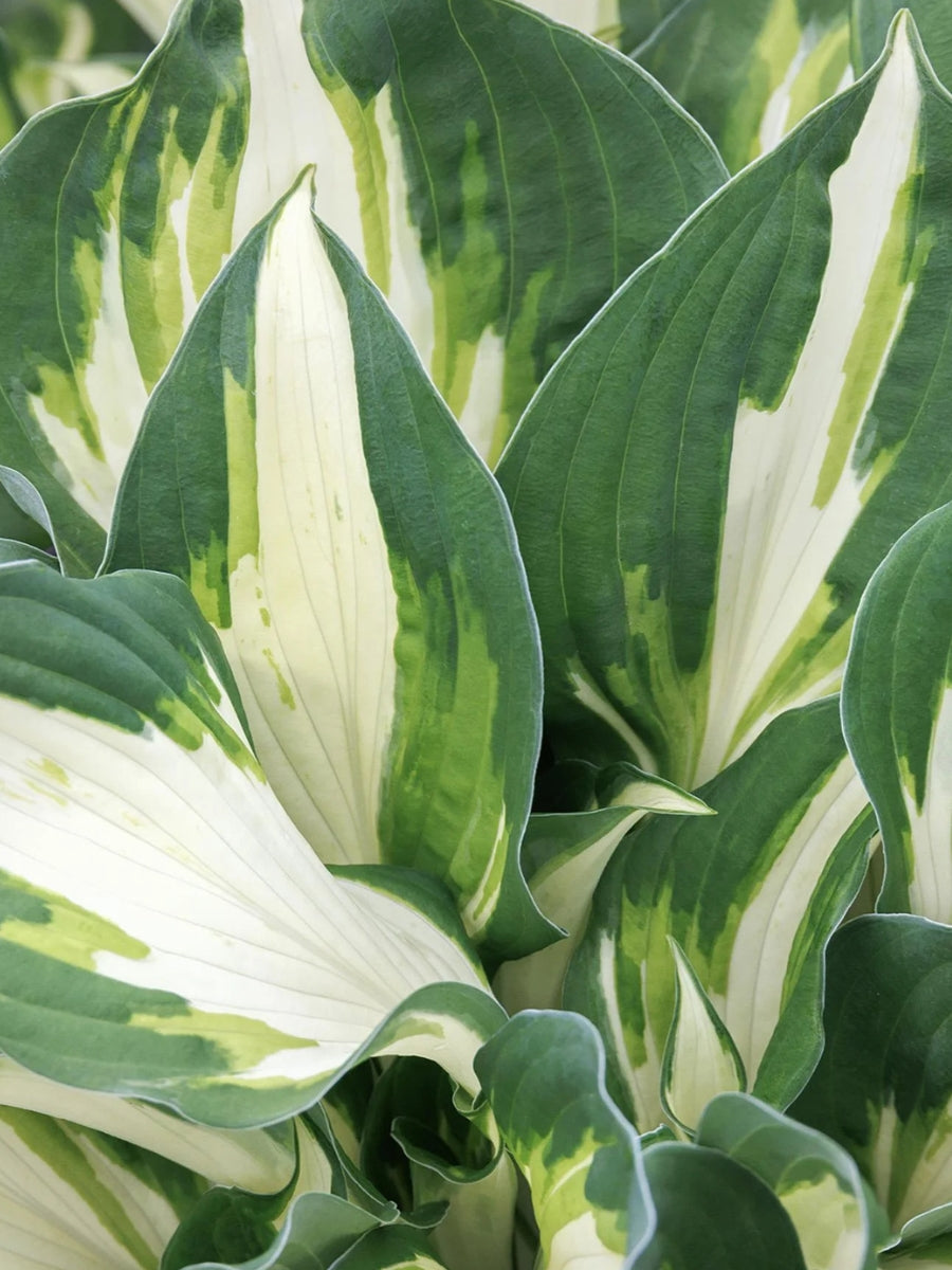 Hosta 'Vulcan' 1G