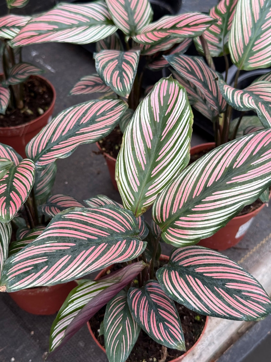 Watson's Greenhouse 
