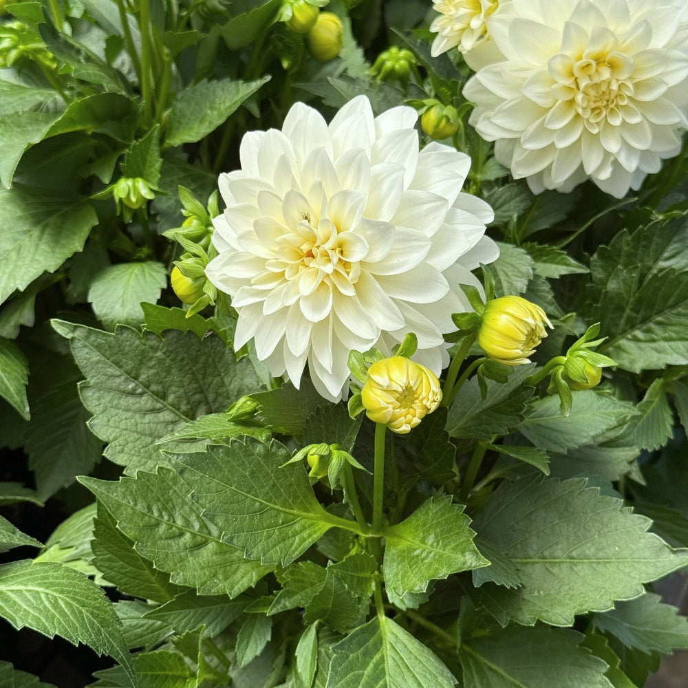Watson's Greenhouse 