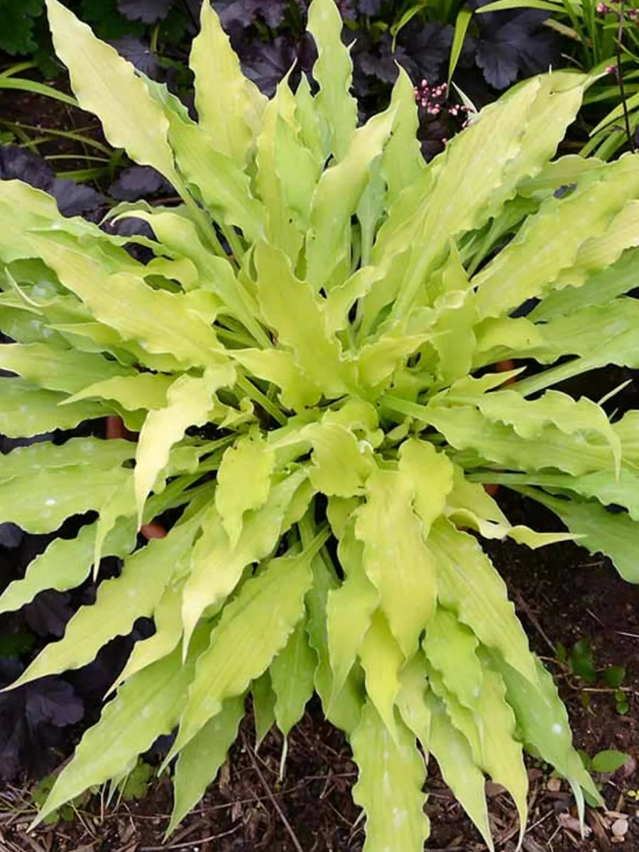 Hosta 'Wiggles and Squiggles' 1G