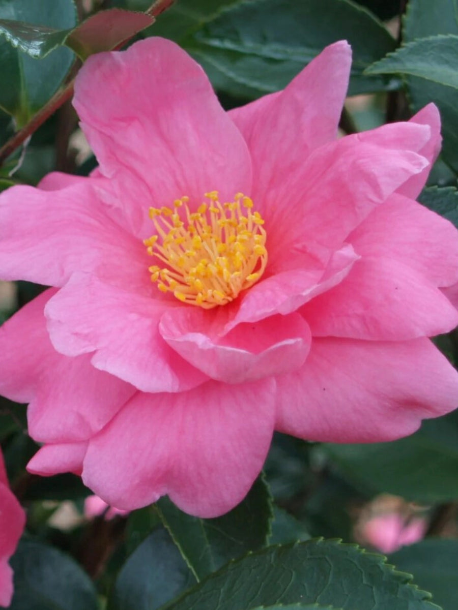 Camellia sasanqua 'Winter's Joy' 5G