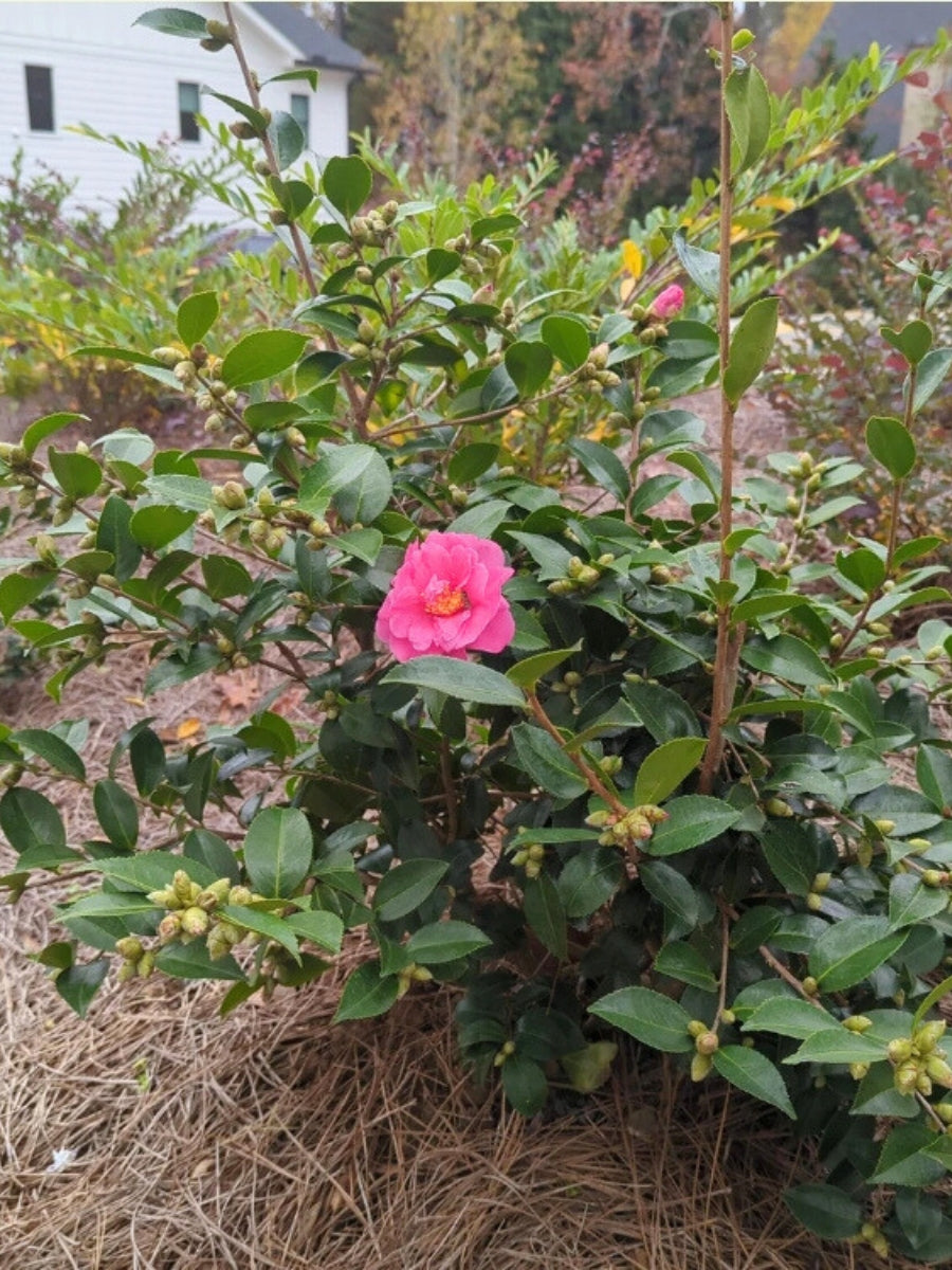 Camellia sasanqua 'Winter's Joy' 5G