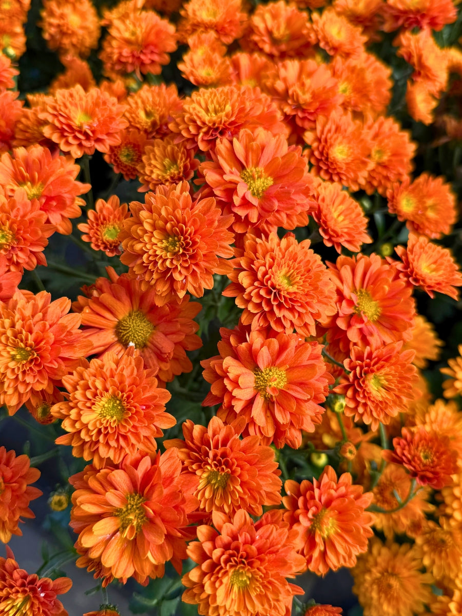 Mum 'Orange Zest'