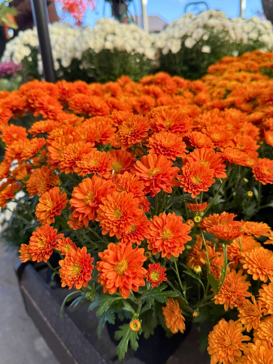 Mum 'Orange Zest'