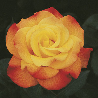 Hybrid Tea | Rio Samba