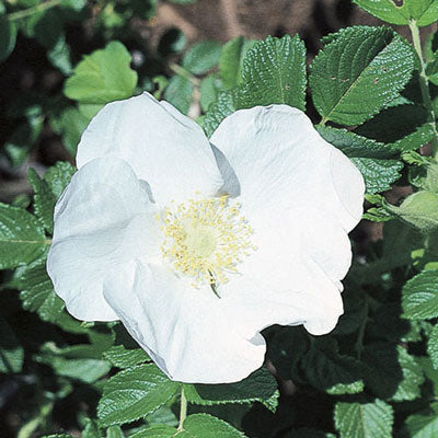 Rugosa Rose | Alba